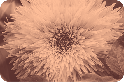 Landscape Color Of The Year 2