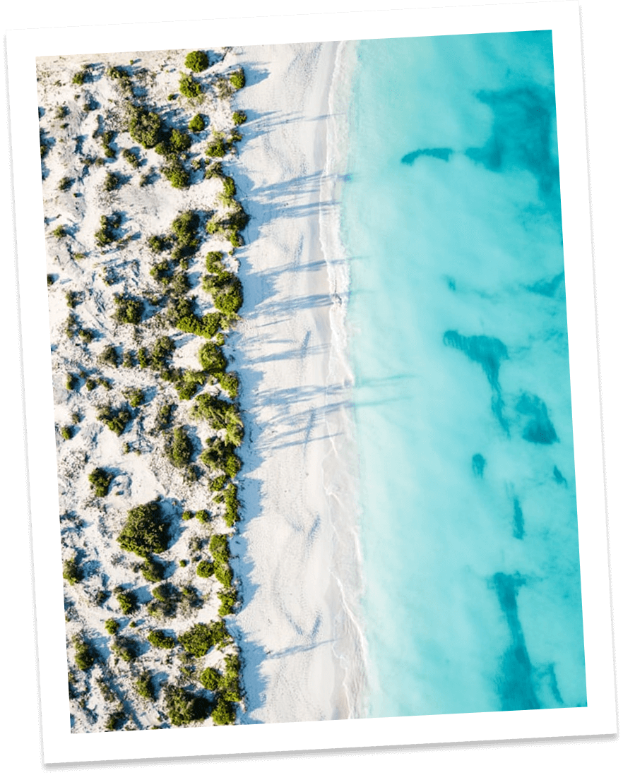 a beach with sand and plants