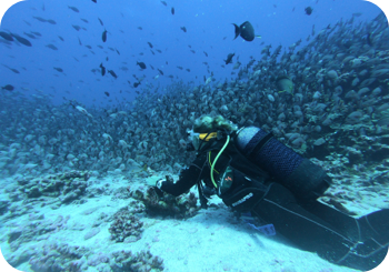 a scuba diver in the ocean