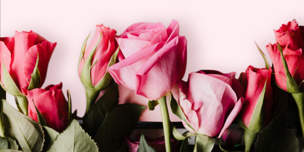 Bottom Decorative Image