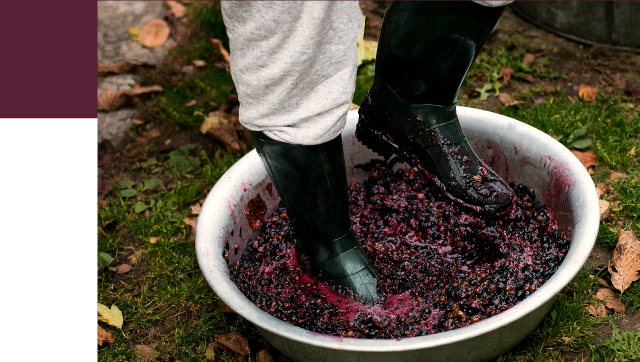 Person With Boots Smashing Grapes Photo