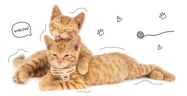 Two Ginger Kittens Laying Down