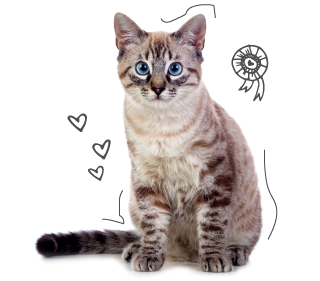 Bengal Cat