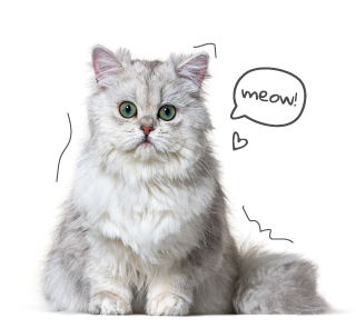 Grey Fluffy Cat 