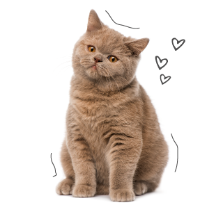 Brown Cat