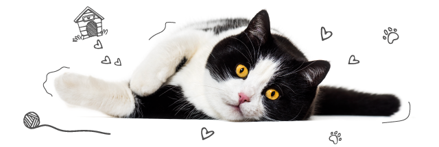 Cat Laying Down