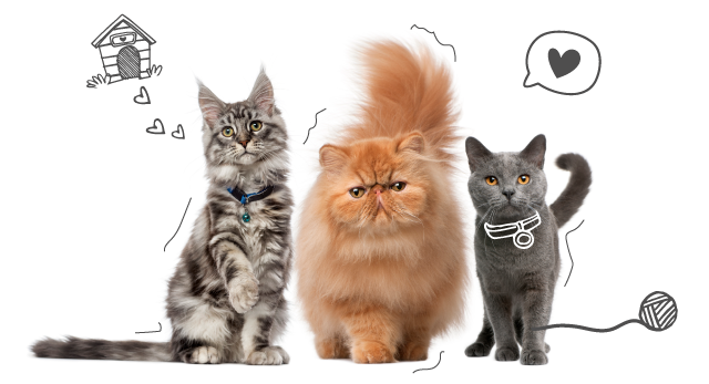 Grey And Ginger Cats