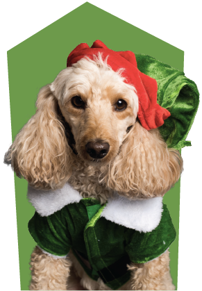 elf dog