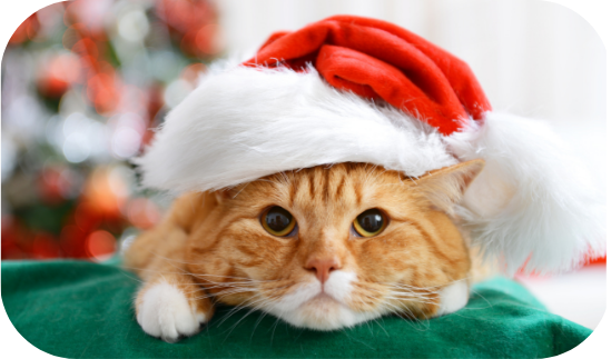 cat-with-santa-hat