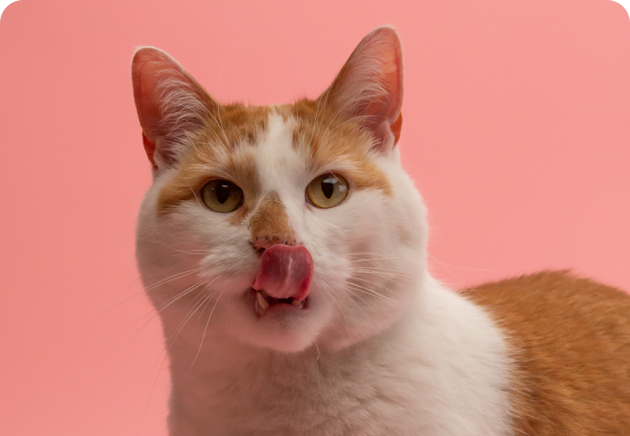 Cat licking