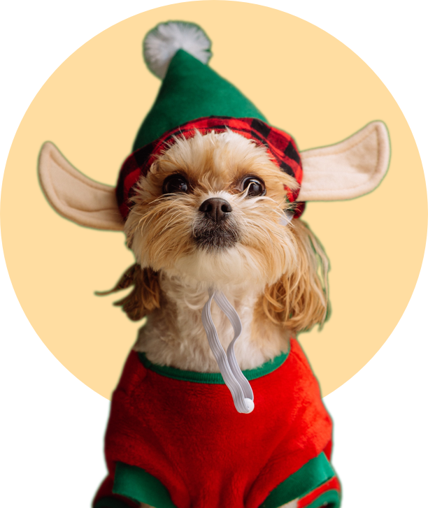 Cute dog in with hat