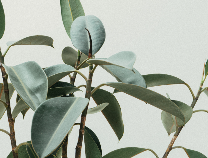 Blog Plants