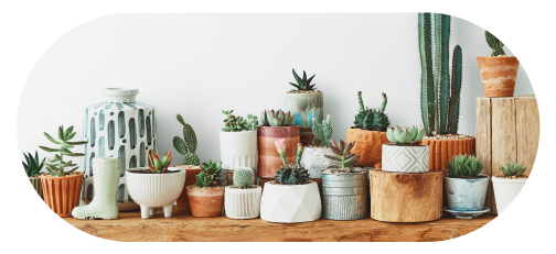 Cacti & Succulents