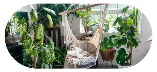 Collection Of House Plants