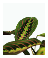 Maranta Plant