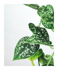 Satin Pothos plant