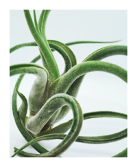 Tillandsia Plant