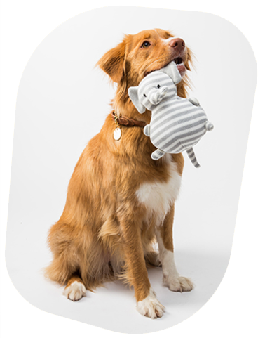 Dog with toy