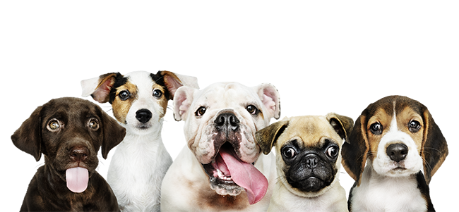 Group of puppies