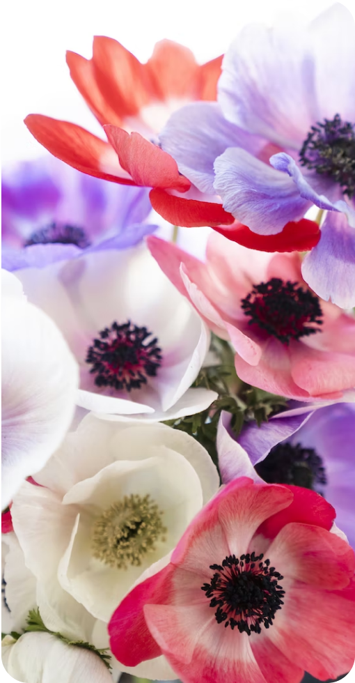Flowers Image