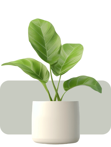 plant 1