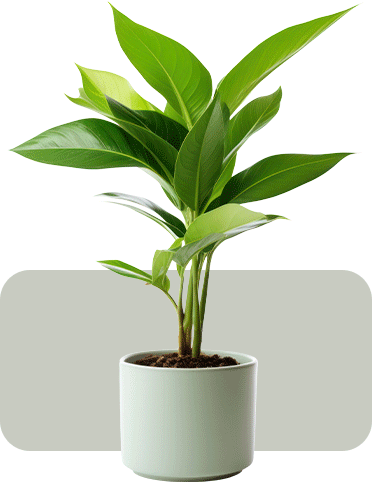 plant 2