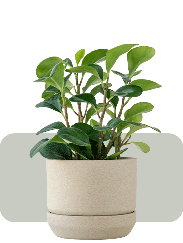 plant 3