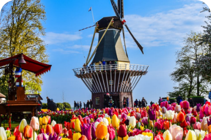 a windmill surrounded by colorful tulips