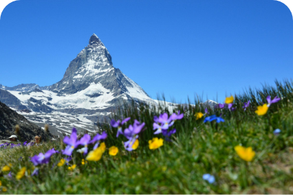 Matterhorn with flowers in the foreground
