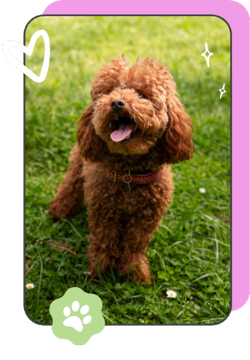a brown dog in the park