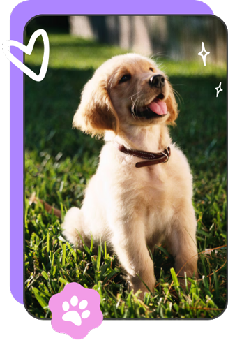 a dog sitting on grass