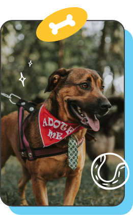 a brown dog in the park