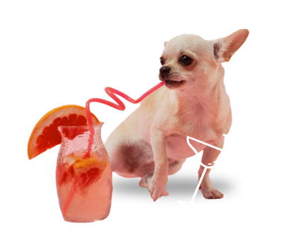 a dog with a straw in its mouth