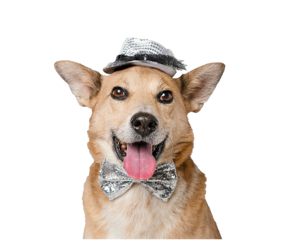 a dog wearing a hat and bow tie