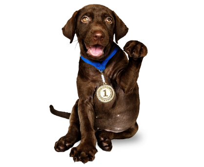 a dog with a medal