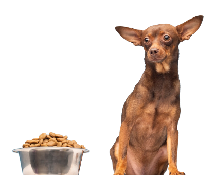 a dog sitting next to a bowl of food