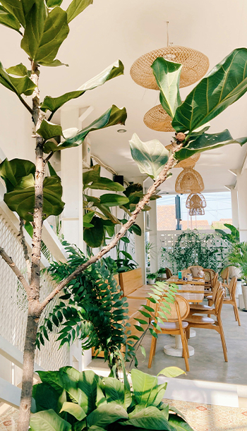 a tree with green leaves and chairs in a room with a staircase