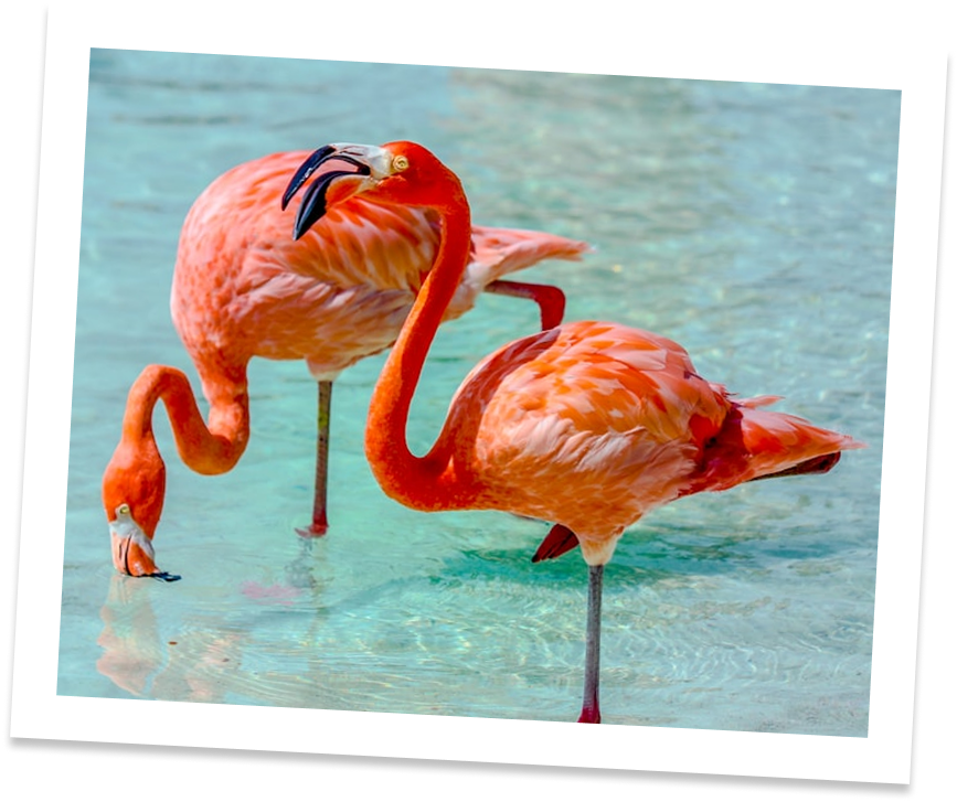 a pair of flamingos standing in water