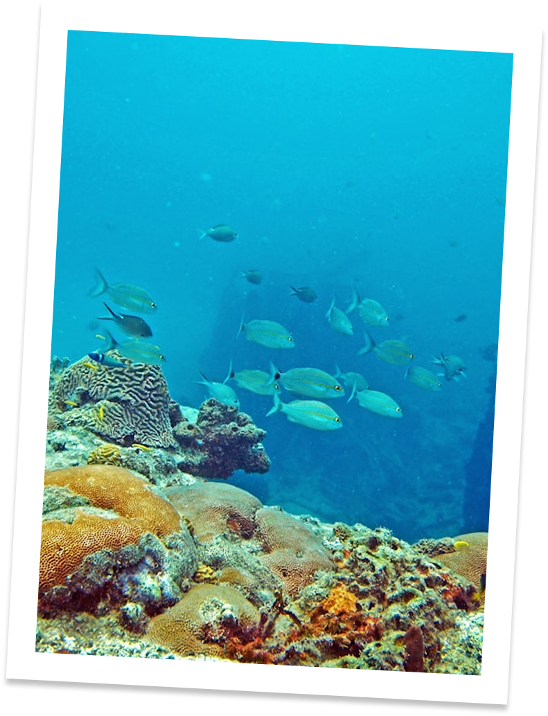 a school of fish swimming in the water