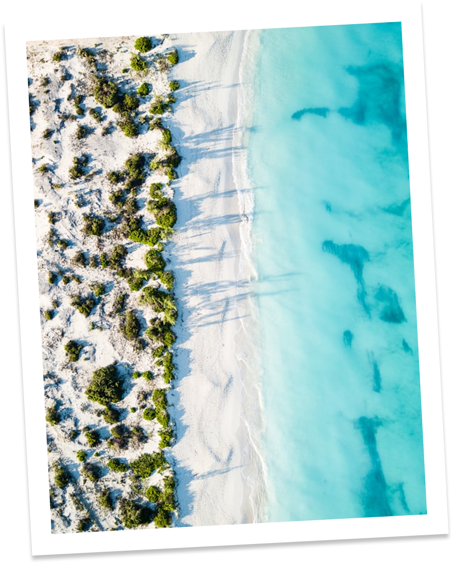 a beach with sand and plants